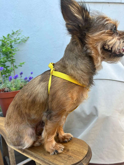 mustard yellow tiny dog harness