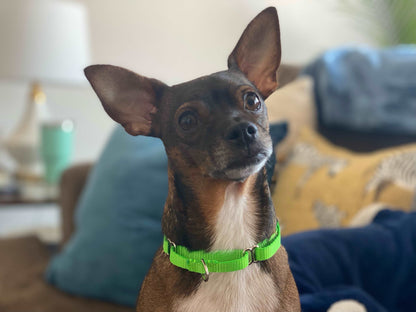 bright lime green martingale dog collar for tiny dogs