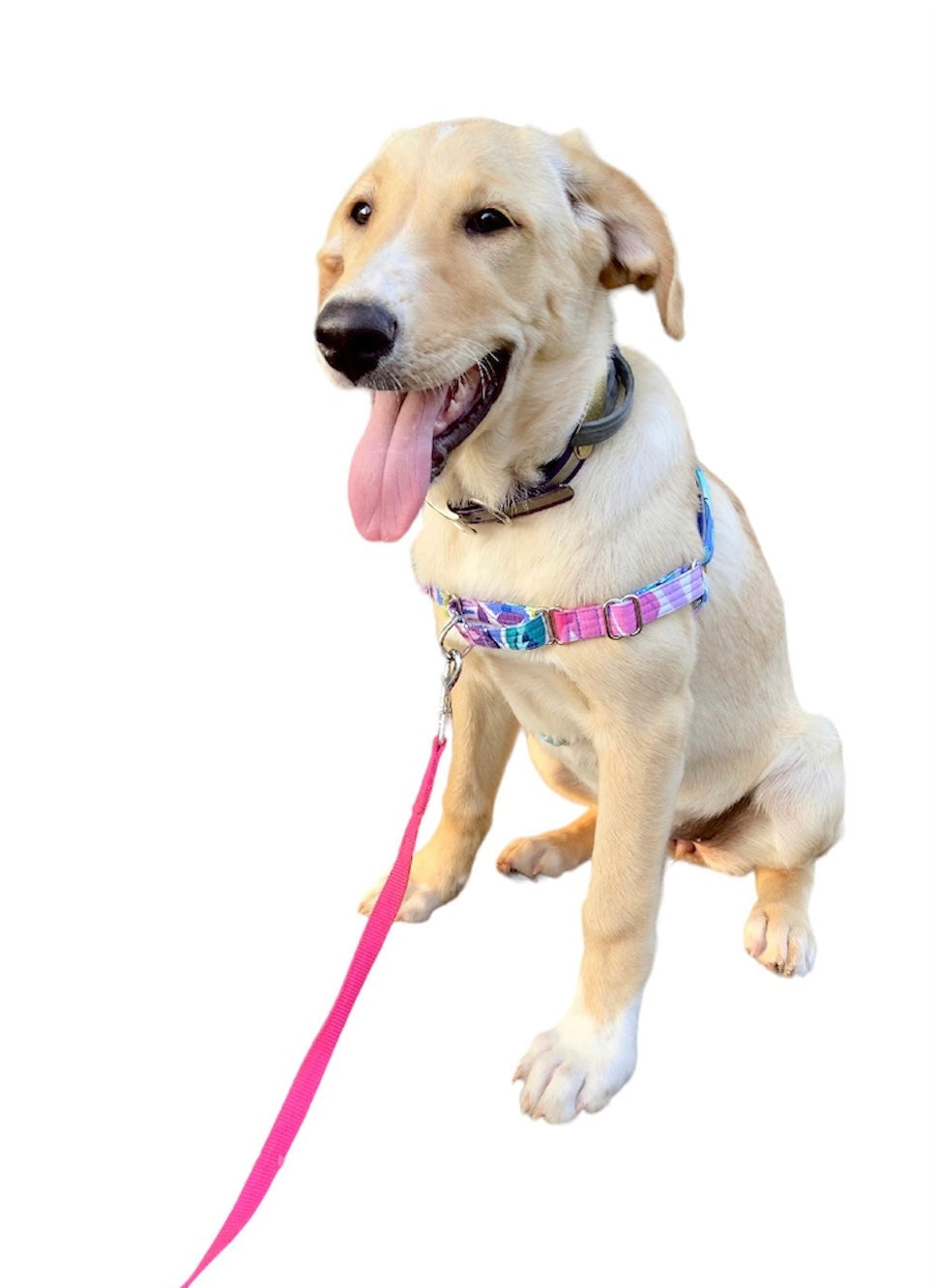 pick your print easy no pull dog harness